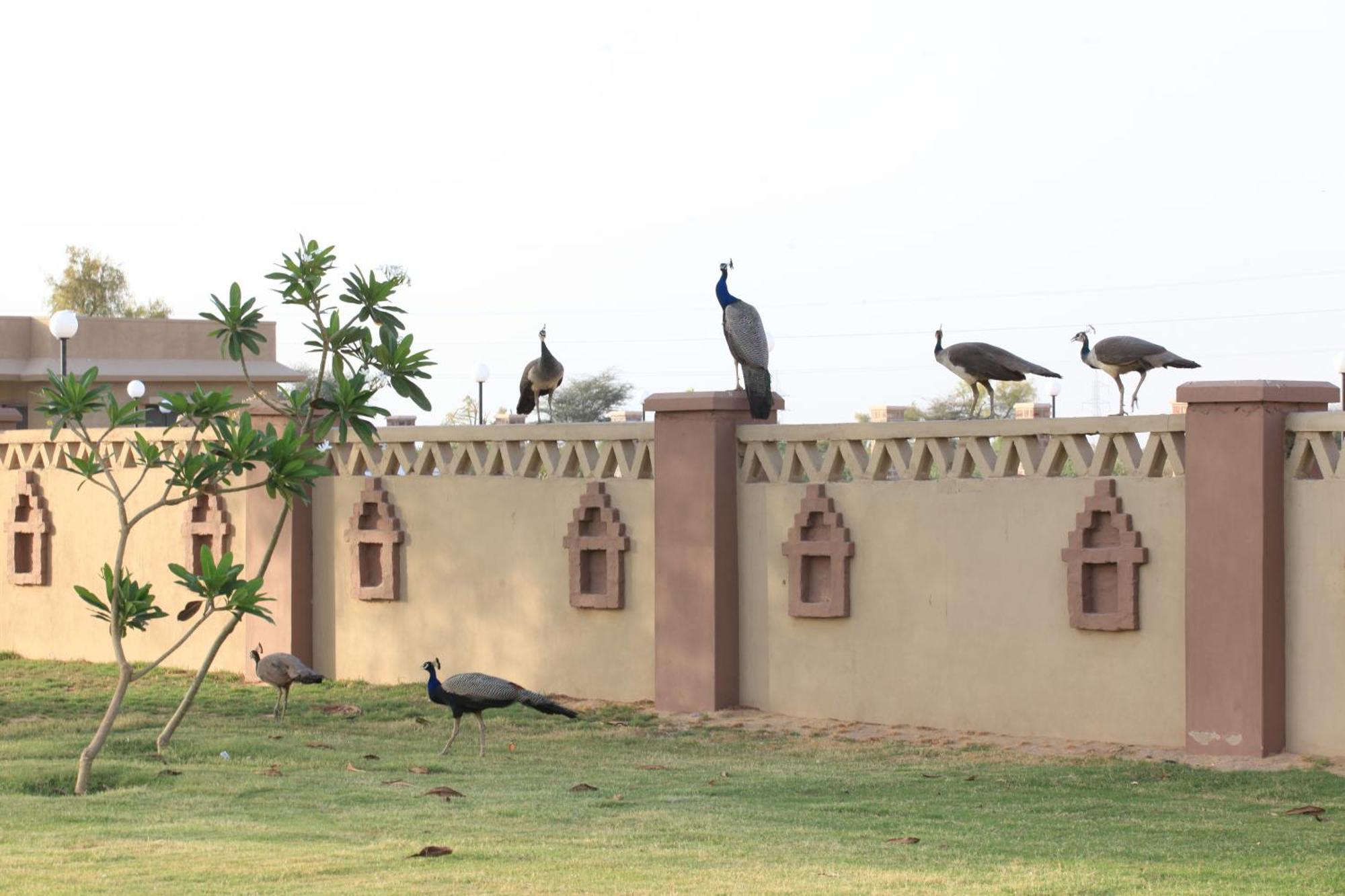 Thar Oasis Resort And Camp Dechu Esterno foto